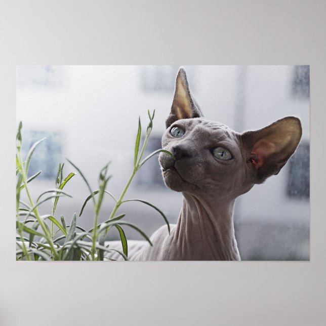 Grauhaarlose Sphynx Cat Sniffing Pflanze Poster (Vorne)