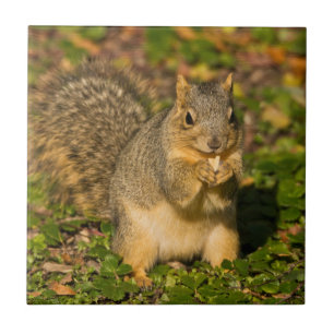 Grauhörnchen, Essen, Erdnuss, Crystal Springs Fliese
