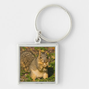 Grauhörnchen, Essen, Erdnuss, Crystal Springs Schlüsselanhänger