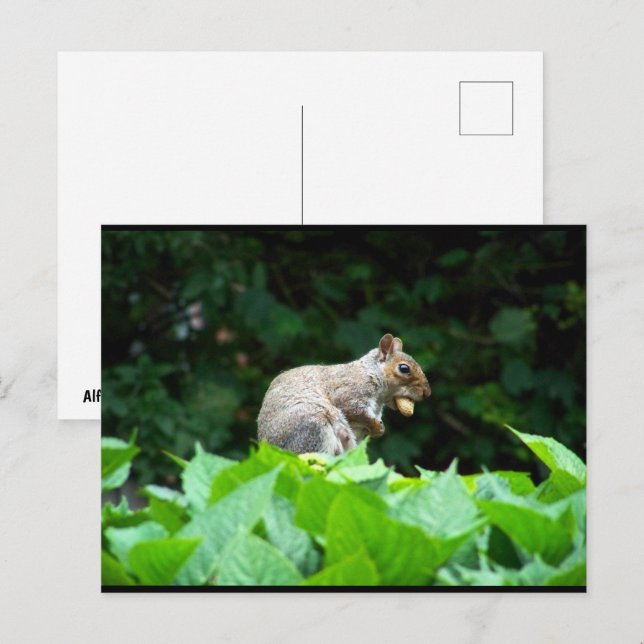 Grauhörnchen mit Nuss Postkarte (Vorne/Hinten)
