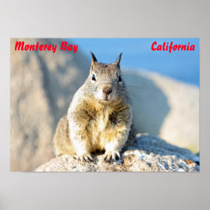 Grauhörnchen, Monterey Bay, Kalifornien Poster