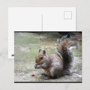 Grauhörnchen-Porträt Postkarte