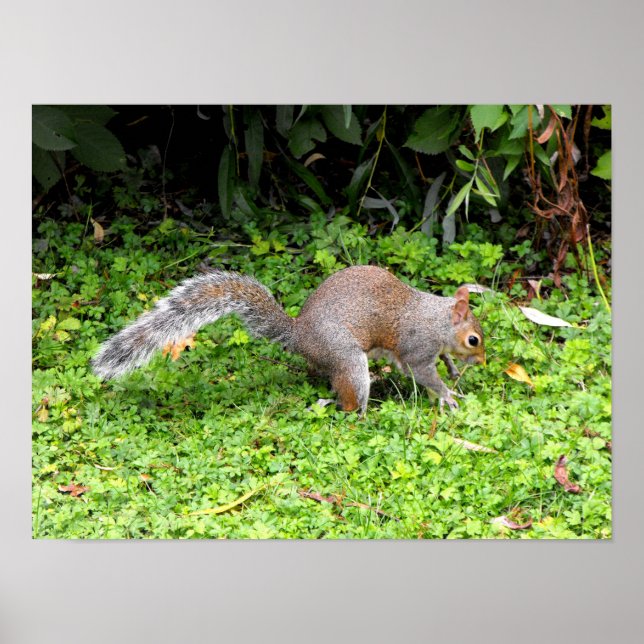 Grauhörnchen Poster (Vorne)