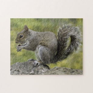 Grauhörnchen Puzzle