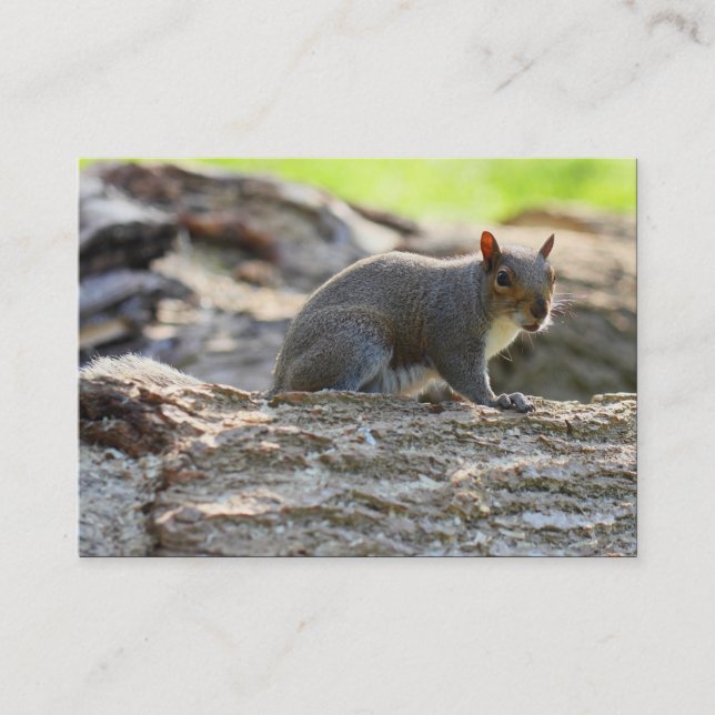 Grauhörnchen Visitenkarte (Vorderseite)