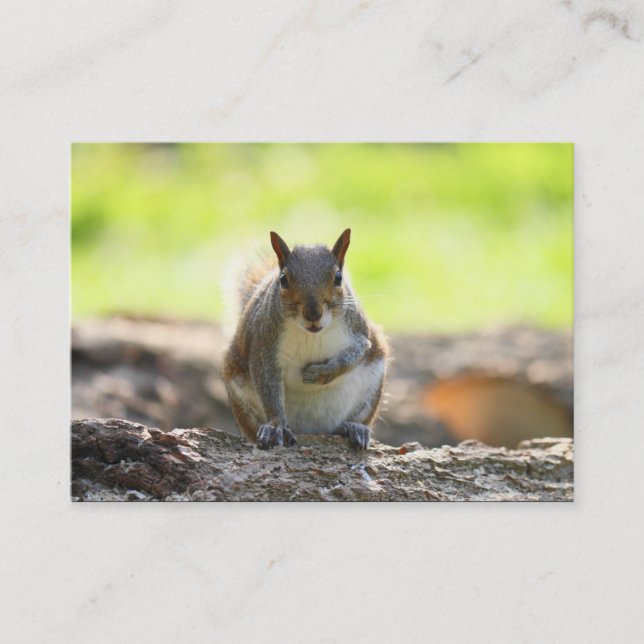 Grauhörnchen Visitenkarte (Vorderseite)