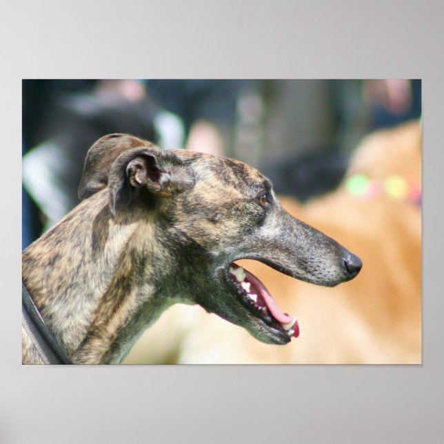 Grauhound-Poster Poster (Vorne)