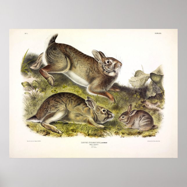 Graukaninchen / Ostküstenschwanz von Audubon Poster (Vorne)
