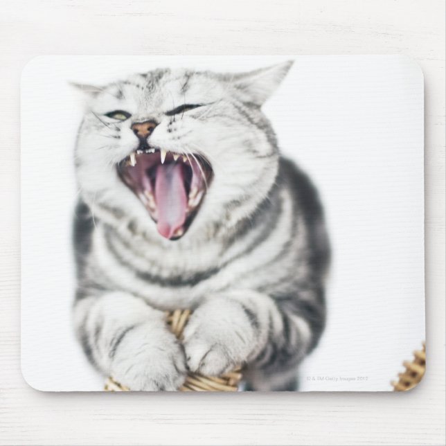 Graukatze auf weißem Hintergrund Mousepad (Vorne)