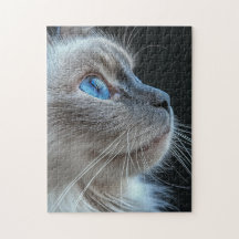 Graukatze mit blauen Augen
