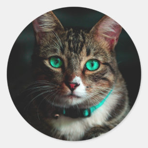 Graukatze mit grünen Augen Runder Aufkleber