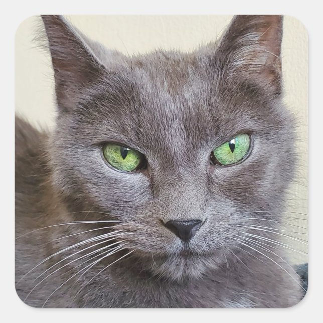 Graukatzenaufkleber Quadratischer Aufkleber (Vorderseite)