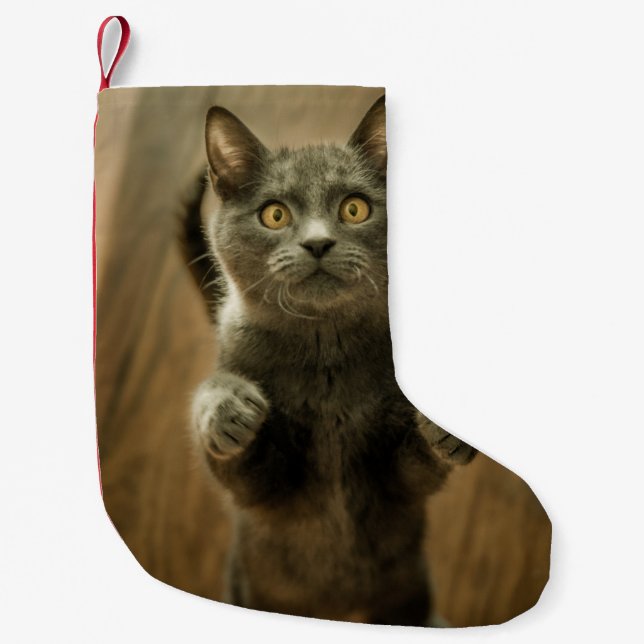 GRAUKKATZE STEHEND IN ZWEI FÜSSEN KLEINER WEIHNACHTSSTRUMPF (Vorderseite)