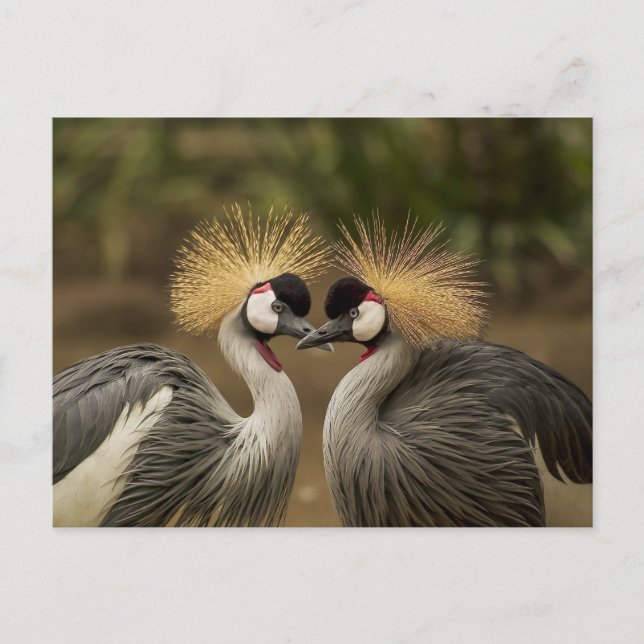 Graukraniches Vogelpaar Postkarte (Vorderseite)