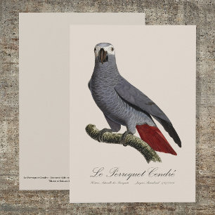 Graupapagei, Psittacus erithacus, Vintage Dankeskarte