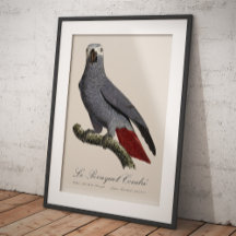 Graupapagei, Psittacus erithacus, Vintage