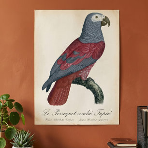 Graupapagei Rotfaktor Psittacus Erithacus Poster