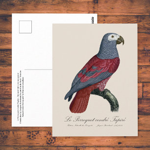 Graupapagei Rotfaktor Psittacus Erithacus Postkarte