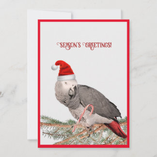 Graupapageien-Flachweihnachtskarte Feiertagskarte