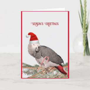 Graupapageien-Weihnachtskarte Feiertagskarte