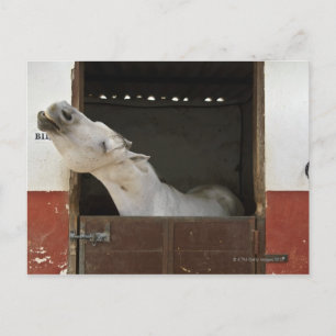 Graupferd in einem Stall Postkarte