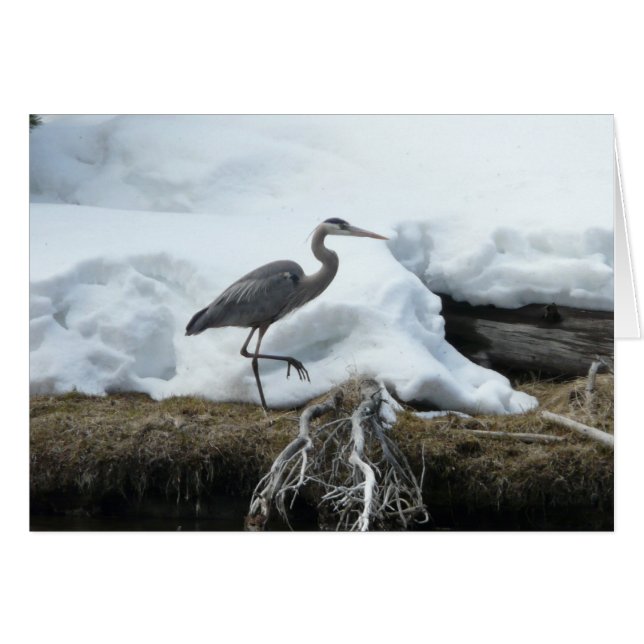 Graureiher (Vorderseite (Horizontal))