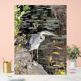 Graureiher am Teich Acrylschild