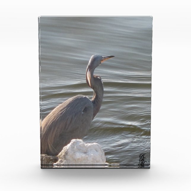 Graureiher am Wasser Fotoblock (Vorderseite)