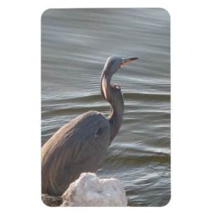 Graureiher am Wasser Magnet