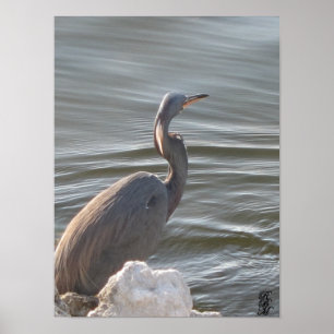Graureiher am Wasser Poster