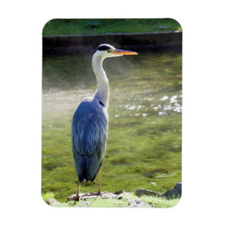 Graureiher Flexible Foto Magnet #3