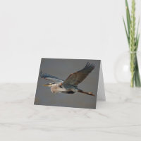 Graureiher im Flug - (Ardea herodias)