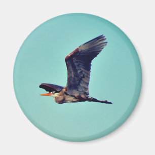 Graureiher Magnet
