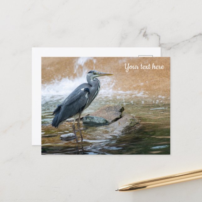 Graureiher Postkarte (Vorderseite/Rückseite Beispiel)