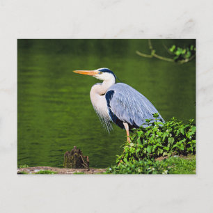 Graureiher Vogel Postkarte