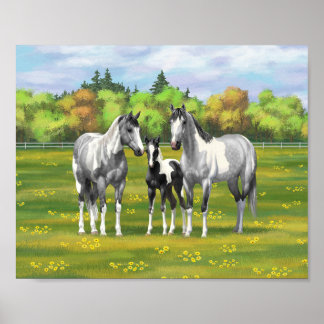 Grauschimmel Pinto Paint Horses auf der Sommerweid Poster