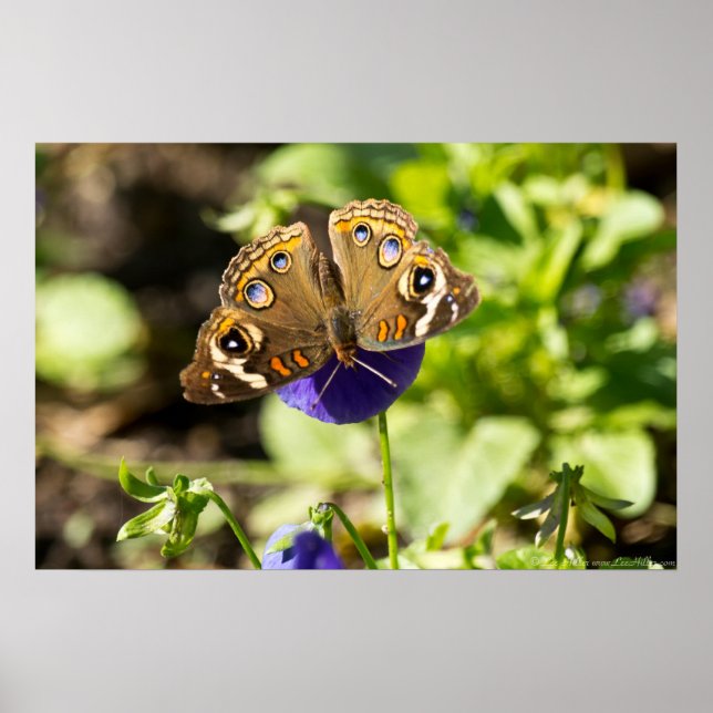 Grauschmetterling im Garden Poster (Vorne)
