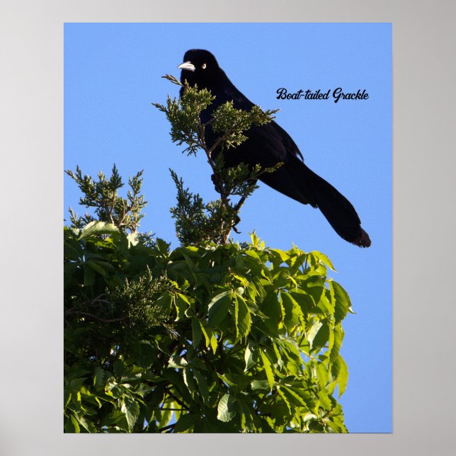 Grauschnabelposter Poster (Vorne)