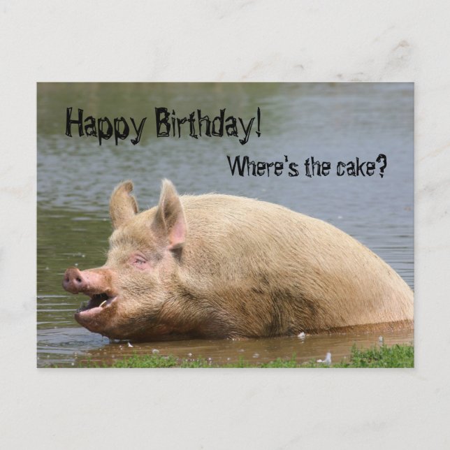 Grauschweine Geburtstag Postkarte (Vorderseite)