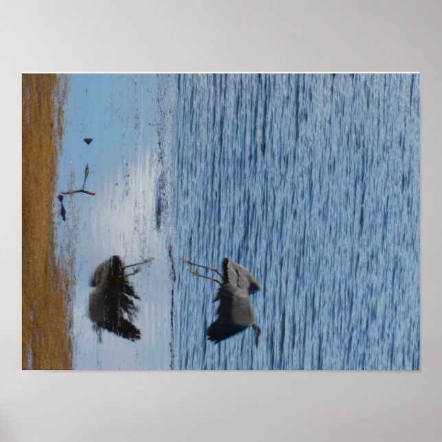 Grausevogel Poster (Vorne)