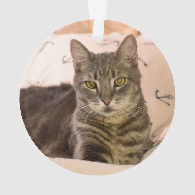 Grautabby Ornament (Rückseite)