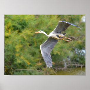 Grauvogelherde Poster