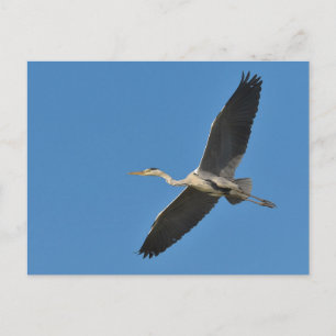 Grauvogelherde Postkarte