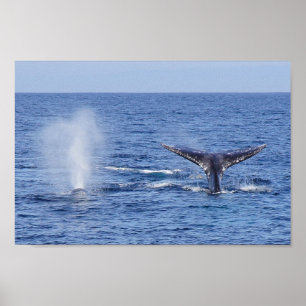 Grauwale Schwanz Fluke and Blow - Print Poster