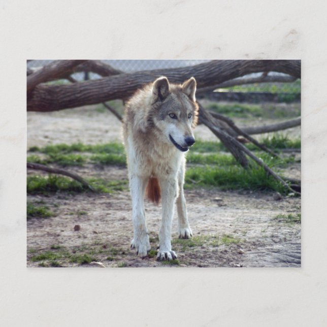 Grauwolf-13 Postkarte (Vorderseite)