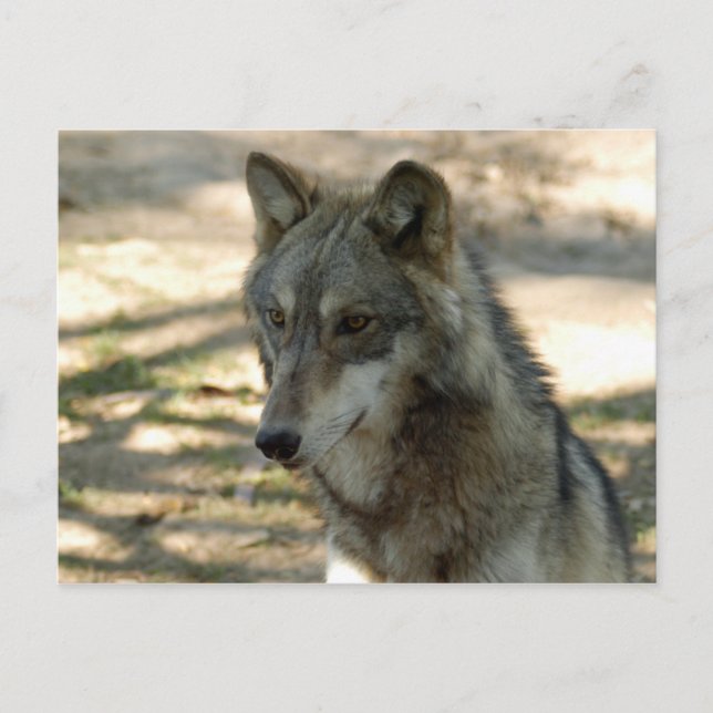 Grauwolf-21 Postkarte (Vorderseite)