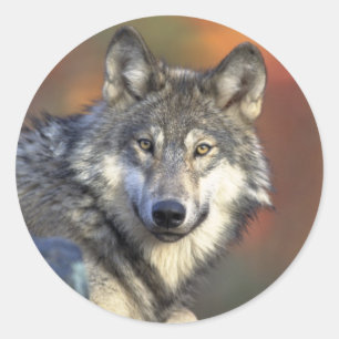 Grauwolf-Aufkleber (rund) Runder Aufkleber