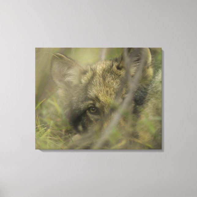 Grauwolf (Canis lupus) allein, versteckt sich in Leinwanddruck (Vorderseite)