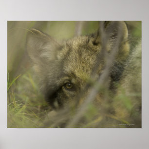 Grauwolf (Canis lupus) allein, versteckt sich in Poster