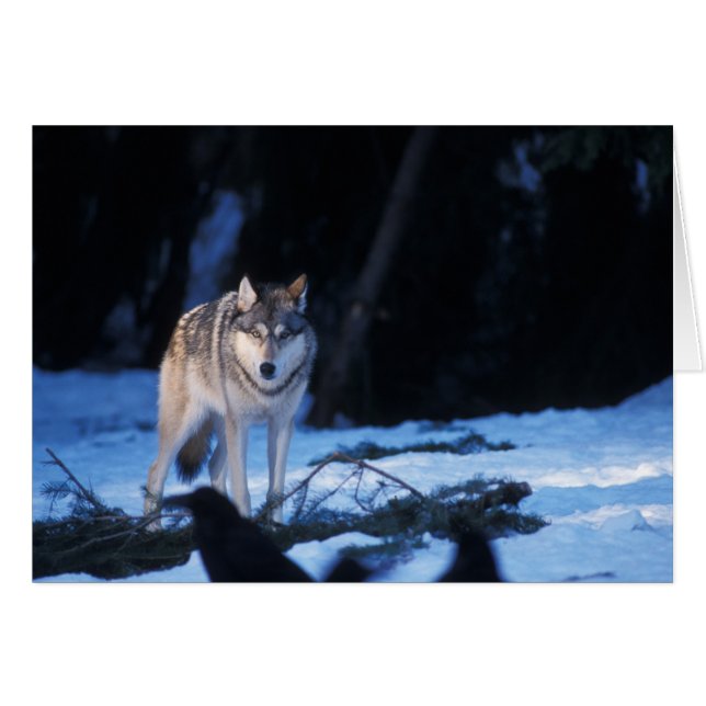 Grauwolf, Canis lupus, am Fuße (Vorderseite (Horizontal))